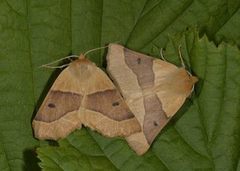 Bølgemåler (Crocallis elinguaria)