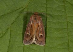 Antler Moth (Cerapteryx graminis)