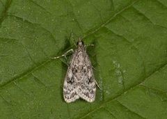 Ground-moss Grey (Eudonia truncicolella)