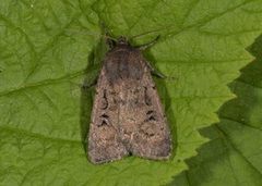 Double Dart (Graphiphora augur)