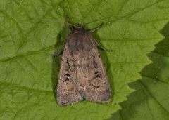 Krattfly (Graphiphora augur)