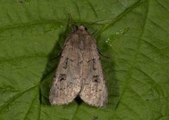 Double Dart (Graphiphora augur)