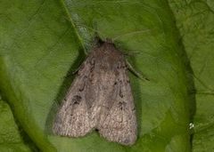 Double Dart (Graphiphora augur)