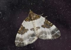 Blue-bordered Carpet (Plemyria rubiginata)