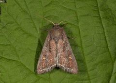 Bright-line Brown-eye (Lacanobia oleracea)
