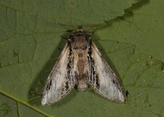 Bjørketannspinner (Pheosia gnoma)