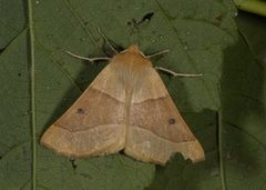 Bølgemåler (Crocallis elinguaria)