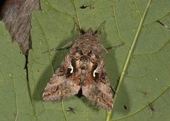 Beautiful Golden Y (Autographa pulchrina)