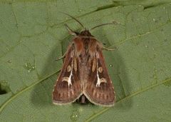 Antler Moth (Cerapteryx graminis)