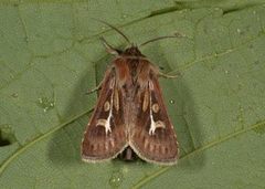 Gressmarkfly (Cerapteryx graminis)