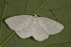 Common Wave (Cabera exanthemata)