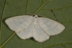 Gul sankthansmåler (Cabera exanthemata)