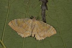 Yellow Shell (Camptogramma bilineata)