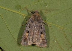 Purple Clay (Diarsia brunnea)
