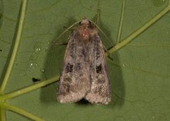 Rødfrynset teglfly (Diarsia brunnea)