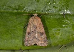 Small Square-spot (Diarsia rubi)