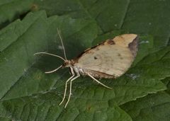 Blåbærmåler (Eulithis populata)