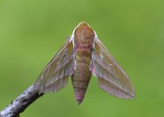 Elephant Hawk-moth (Deilephila elpenor)