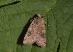 Dotted Clay (Xestia baja)