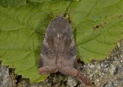 Lesser Broad-bordered Yellow (Noctua janthe)