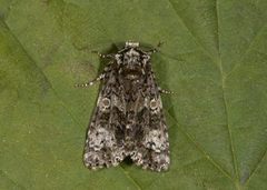 The Coronet (Craniophora ligustri)