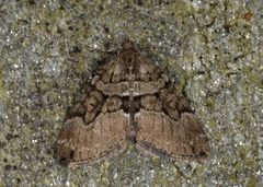 Chestnut-coloured Carpet (Thera cognata)