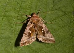Plain Golden Y (Autographa jota)