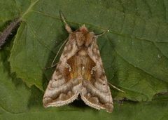 Rødbrunt metallfly (Autographa jota)