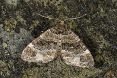 Barred Carpet (Martania taeniata)