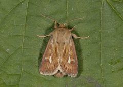 Antler Moth (Cerapteryx graminis)