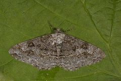 Mottled Beauty (Alcis repandata)