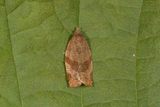Rødbrun bladvikler (Pandemis heparana)