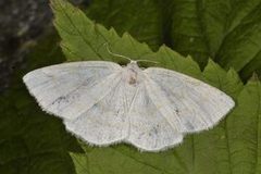 Common Wave (Cabera exanthemata)