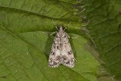 Little Grey (Eudonia lacustrata)