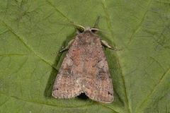 Dotted Clay (Xestia baja)