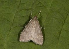 Dusky Pearl (Udea prunalis)