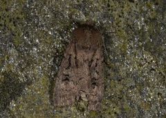 Double Dart (Graphiphora augur)