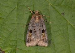Purple Clay (Diarsia brunnea)
