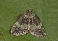 July Highflyer (Hydriomena furcata)