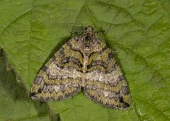 July Highflyer (Hydriomena furcata)