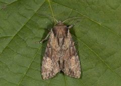 Kileengfly (Apamea crenata)