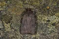 Lesser Yellow Underwing (Noctua comes)