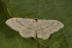 Vinkelengmåler (Idaea aversata)