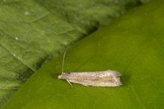 Red Piercer (Lathronympha strigana)