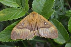 Eikespinner (Lasiocampa quercus)