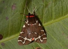 Garden Tiger (Arctia caja)