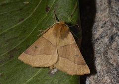 Bølgemåler (Crocallis elinguaria)