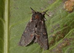 Iron Prominent (Notodonta dromedarius)