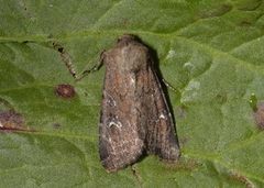 Teglrødt engfly (Apamea lateritia)