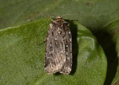 Røsslyngfly (Lycophotia porphyrea)